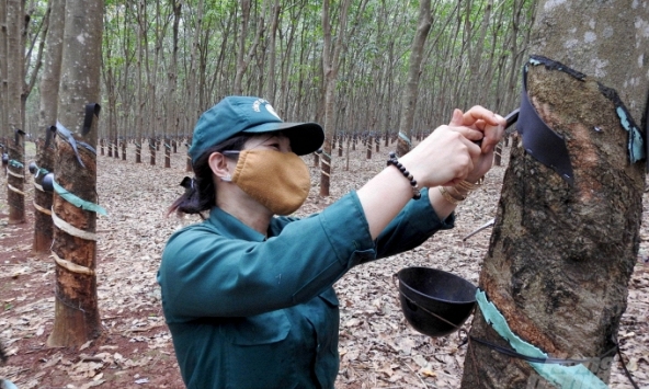 Giá cao su hôm nay 21/2: Biến động trái chiều