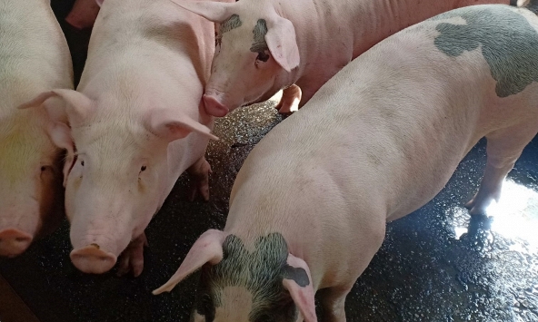 Giá heo hơi hôm nay 22/2: Tiếp tục diễn biến tiêu cực