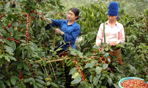 Giá cà phê hôm nay 22/2: Cao nhất 82.500 đồng/kg