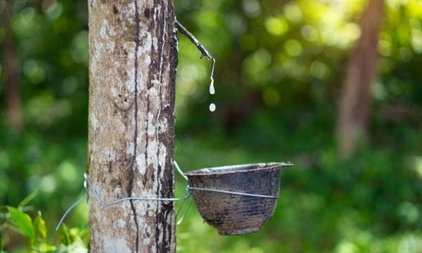 Giá cao su hôm nay 22/2: Tăng trên sàn Thượng Hải