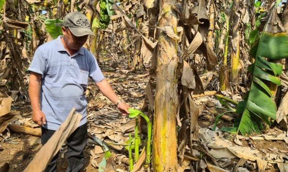 Kết luận thanh tra về vụ hàng chục ha chuối ở Đồng Nai hư hỏng nghi do phân bón