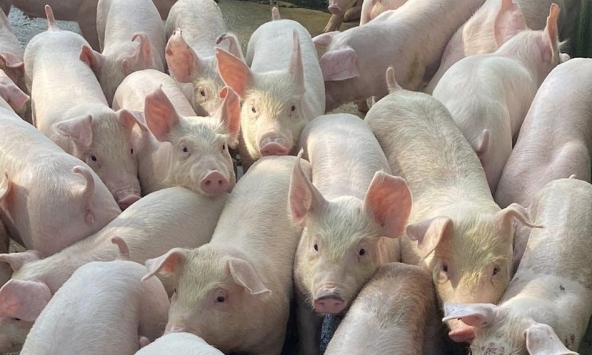 Giá heo hơi hôm nay 23/2: Miền Bắc không giảm thêm