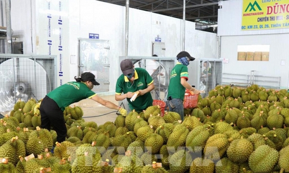 Biến động chi phí logistics gây khó cho suất khẩu nông sản