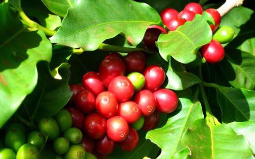 Giá cà phê hôm nay 24/2: Xu hướng giảm