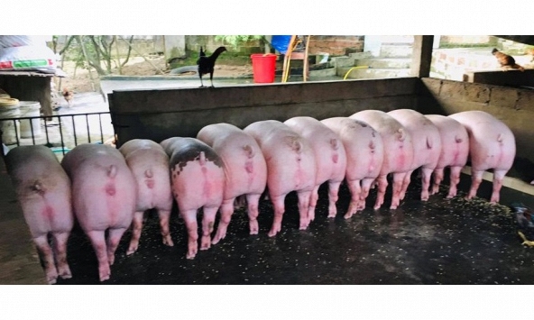 Giá heo hơi hôm nay 24/2: Cả nước duy trì ở mức 54.000 - 57.000 đồng/kg