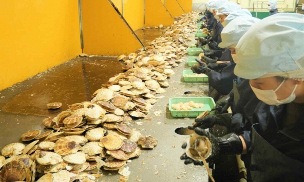 Xuất khẩu sò điệp của Nhật Bản sang Đông Nam Á tăng 150%