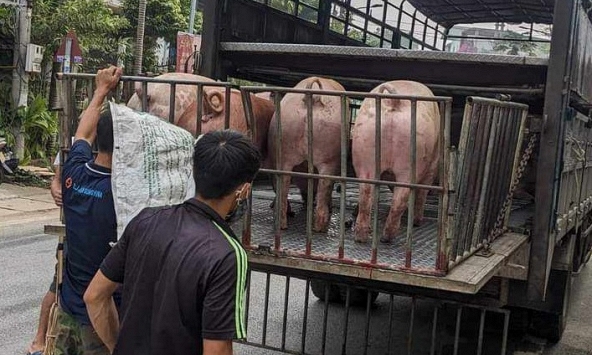 Giá heo hơi hôm nay 26/2: Tiếp tục xu hướng giảm