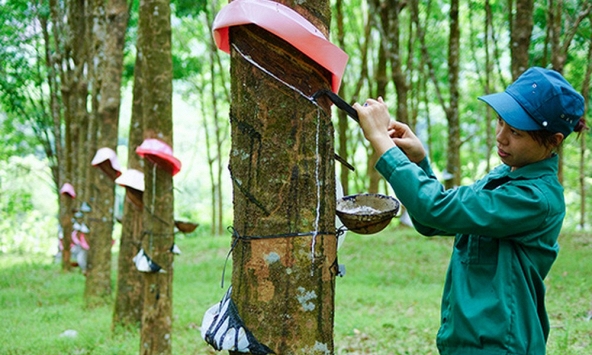 Giá cao su hôm nay 26/2: Xu hướng giảm