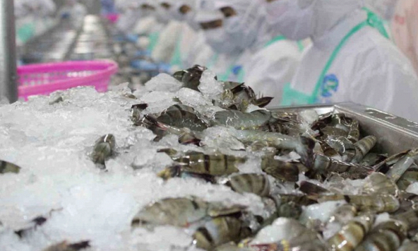 Dự báo xuất khẩu tôm sẽ phục hồi và tăng nhẹ trong năm 2024