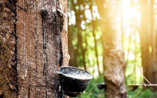 Giá cao su hôm nay 28/2: Biến động trái chiều