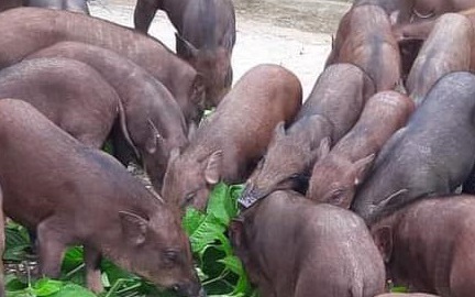 Giá heo hơi hôm nay 28/2: Miền Bắc giảm thêm 500 – 1.000 đồng/kg