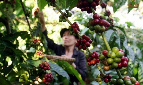 Giá cà phê hôm nay 29/2: Tiếp tục tăng nhẹ