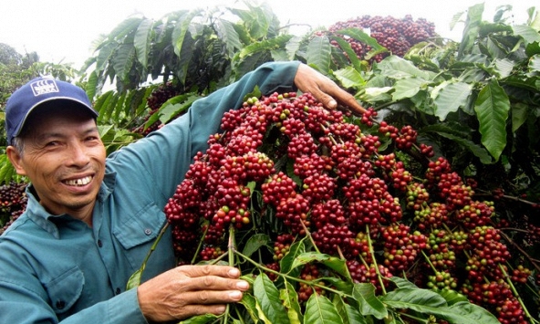 Giá cà phê hôm nay 1/3: Tiếp đà tăng