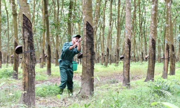 Giá cao su hôm nay 1/3: Tiếp đà giảm