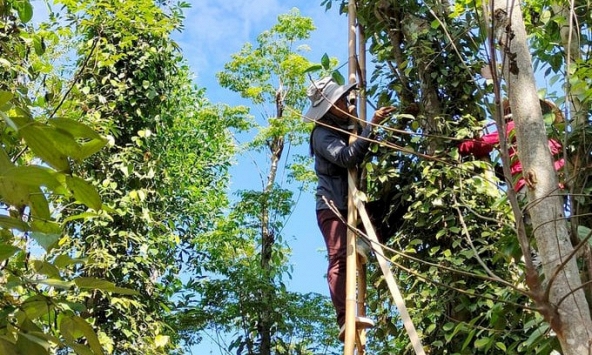 Giá tiêu hôm nay 1/3: Quay đầu giảm