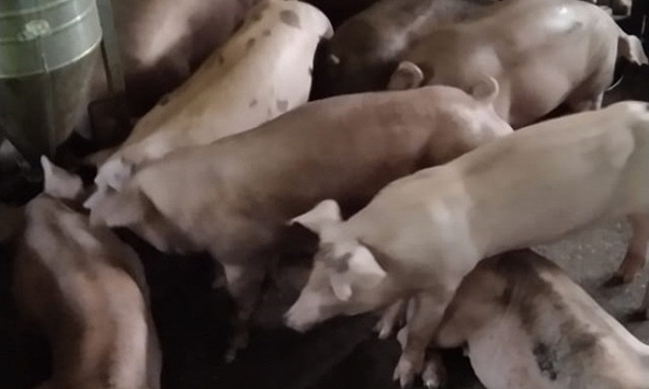 Giá heo hơi hôm nay 2/3: Liên tục đi ngang