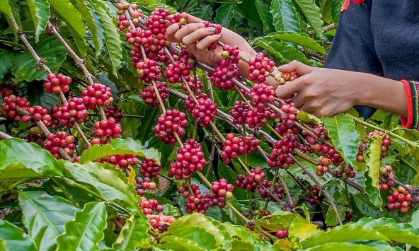 Giá cà phê hôm nay 2/3: Cao nhất 85.700 đồng/kg