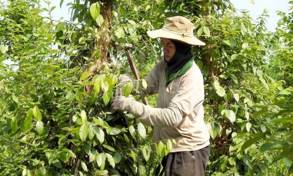 Giá tiêu hôm nay 2/3: Tăng mạnh trở lại