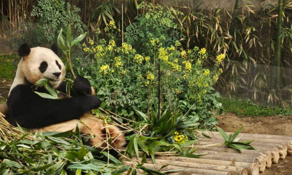 Hàng nghìn người Hàn Quốc chia tay chú gấu trúc không lồ 'Fubao' trước khi trở về Trung Quốc