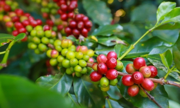 Giá cà phê hôm nay 4/3: Cao nhất 86.000 đồng/kg