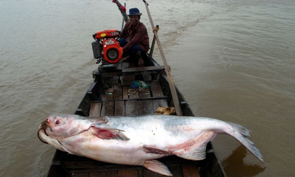 1/5 loài cá ở sông Mê Kông có nguy cơ tuyệt chủng