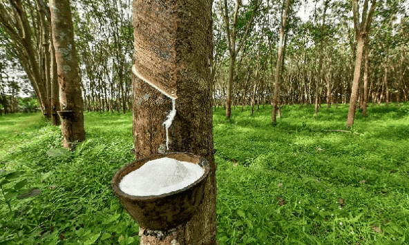 Xuất khẩu cao su 2 tháng đầu năm 2024 tăng mạnh