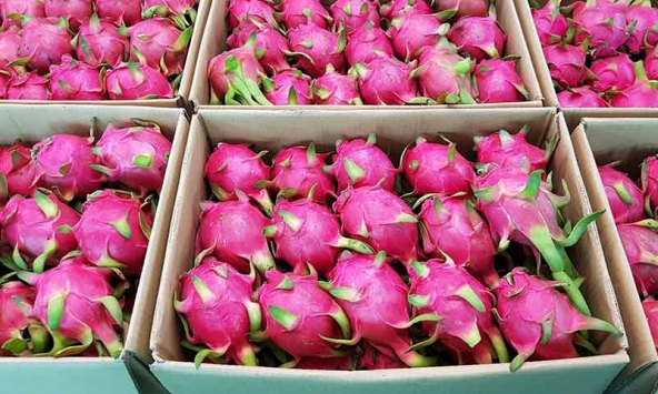 Thủ tục xuất khẩu trái cây tươi sang Trung Quốc gồm những gì?