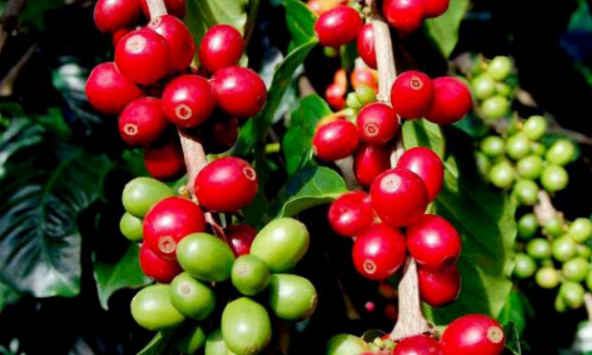 Dự báo giá cà phê: Áp lực giảm