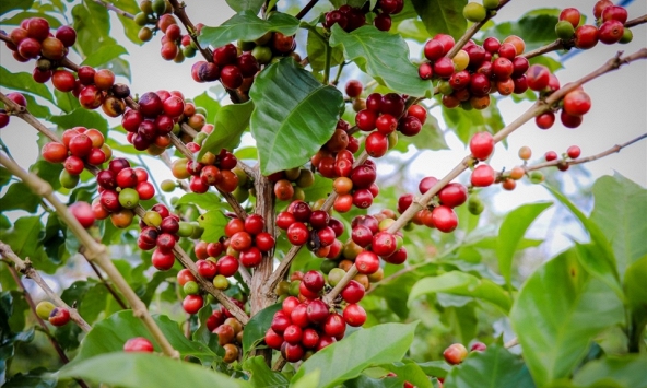 Giá cà phê hôm nay 5/3: Dao động từ 86.200 - 87.000 đồng/kg