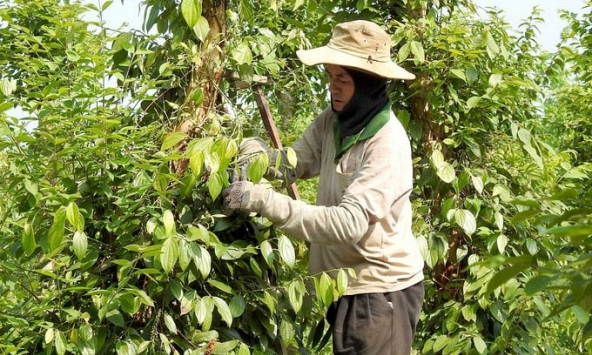 Giá tiêu hôm nay 5/3: Cao nhất 96.000 đồng/kg