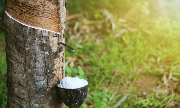 Giá cao su hôm nay 7/3: Tăng nhẹ trên sàn châu Á
