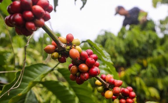 Giá cà phê hôm nay 7/3: Tăng vọt