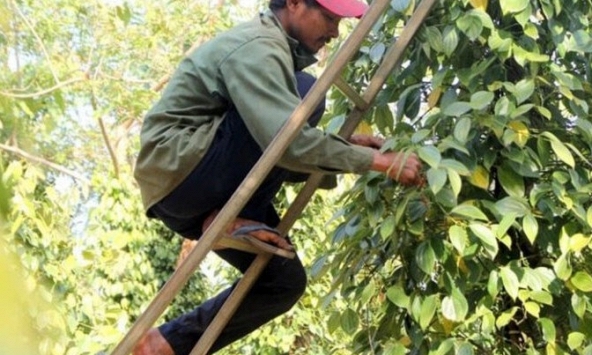 Giá tiêu hôm nay 7/3: Tiếp tục đi ngang