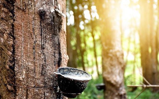 Giá cao su hôm nay 8/3: Giảm nhẹ trên sàn châu Á