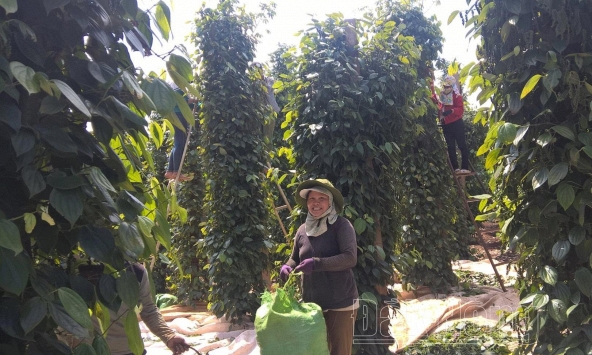 Giá tiêu hôm nay 9/3: Bà Rịa - Vũng tàu tăng 1.000 đồng/kg