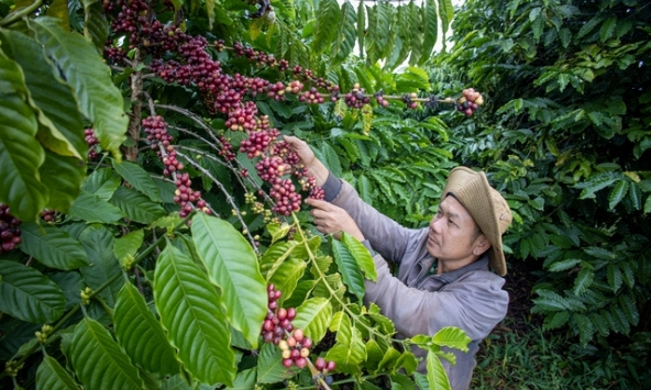 Giá cà phê hôm nay 12/3: Tăng nhẹ