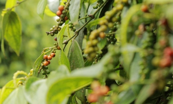 Giá tiêu hôm nay 12/3: Tăng 500 - 1.000 đồng/kg