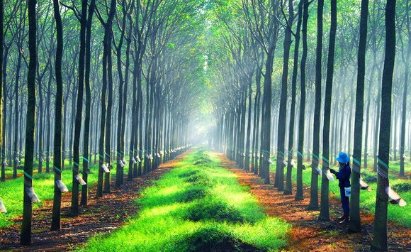 Giá cao su hôm nay 12/3: Tăng trên sàn Thượng Hải