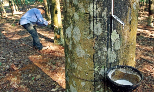 Giá cao su hôm nay 13/3: Đồng loạt tăng