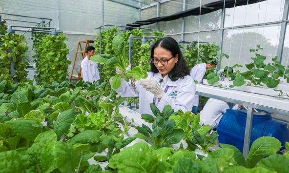 Thách thức của 'nông trại thẳng đứng' trong nông nghiệp đô thị