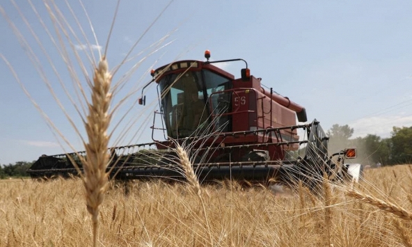 Người mua Trung Quốc hoãn mua lúa mì Úc trong bối cảnh dư cung toàn cầu