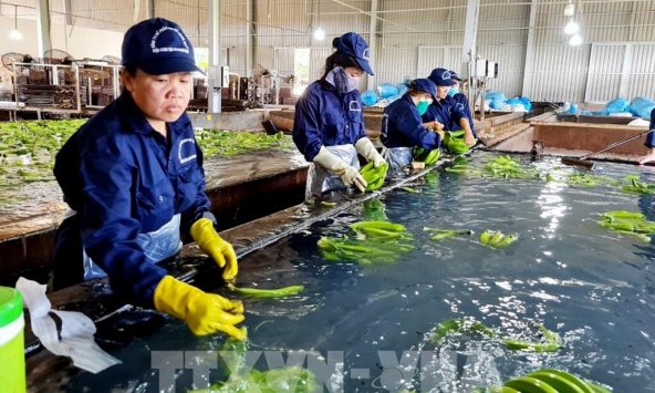 Nhiều dư địa cho xuất khẩu rau, quả Việt Nam tại thị trường châu Á