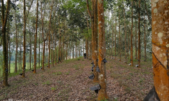 Giá cao su hôm nay 14/3: Tăng trên sàn Thượng Hải