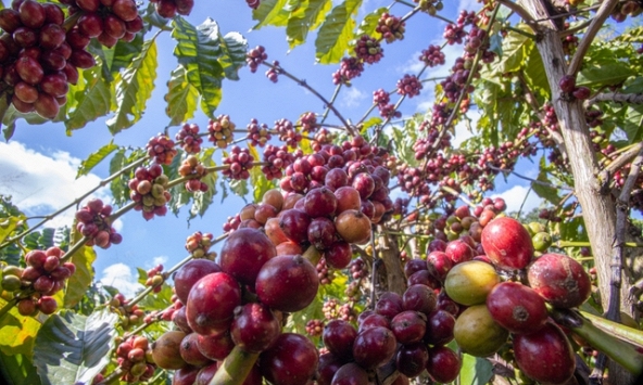 Giá cà phê hôm nay 14/3: Giảm nhẹ