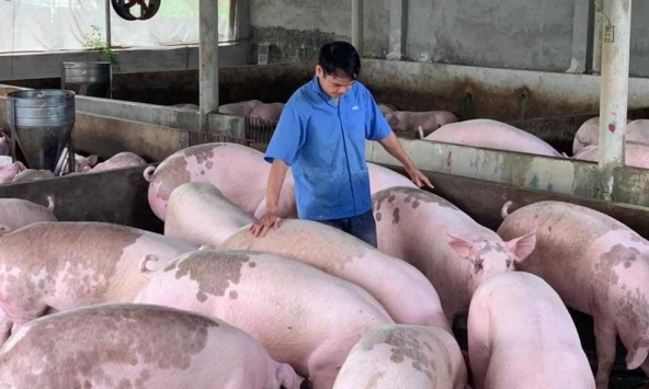 Giá heo hơi hôm nay 14/3: Miền Bắc quay đầu giảm