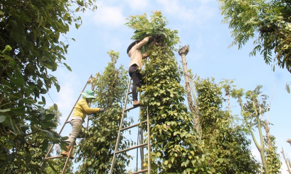 Giá tiêu hôm nay 14/3: Giảm 1.000 đồng/kg