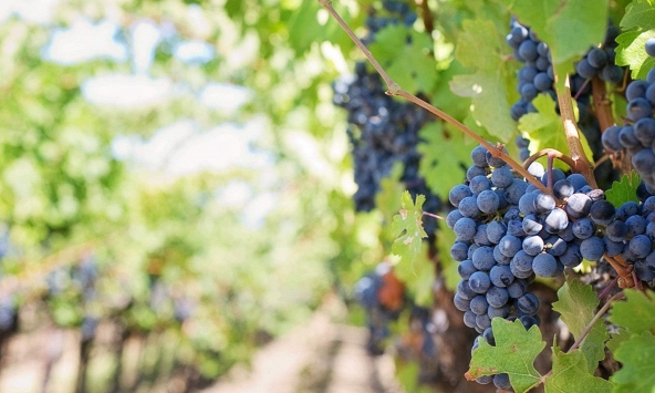 Nông dân Úc ngậm ngùi phá bỏ vườn nho vì nhu cầu rượu vang giảm sút