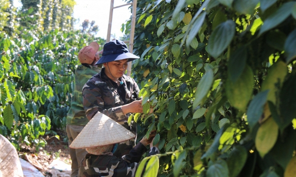 Giá tiêu hôm nay 15/3: Tăng 500 đồng/kg