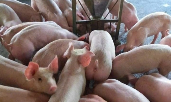 Giá heo hơi hôm nay 15/3: Ba miền đi ngang