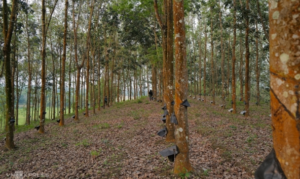 Giá cao su hôm nay 16/3: Phủ sắc xanh